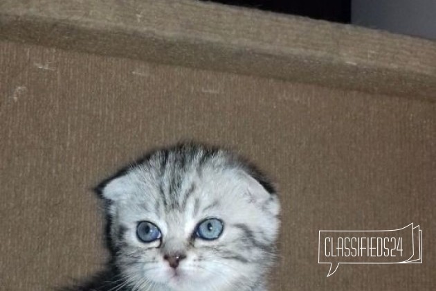 Scottish fold (девочка) в городе Самара, фото 1, стоимость: 4 000 руб.