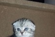 Scottish fold (девочка) в городе Самара, фото 1, Самарская область