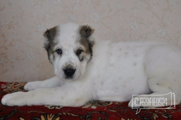 Щенки среднеазиатский овчарки(алабай) в городе Казань, фото 2, стоимость: 0 руб.