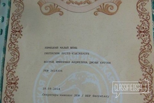 Отдам малявочку в городе Барнаул, фото 5, телефон продавца: |a:|n:|e: