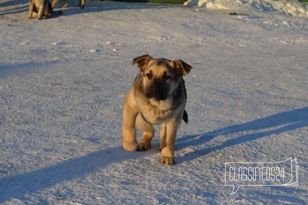 Ищем любящих, ответственных владельцев в городе Мурманск, фото 4, Другая