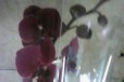 Орхидей фаленопсис очень долго цветут, все цветы з в городе Иркутск, фото 1, Иркутская область