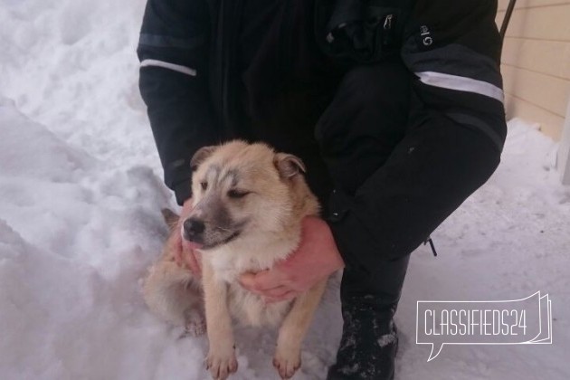 Отдам щенка лайки в городе Костомукша, фото 2, Карелия