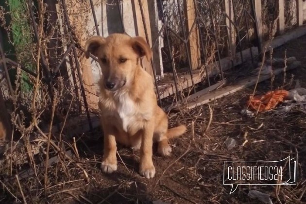 Щенок ищет добрые ручки в городе Астрахань, фото 2, Другая