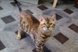 Бенгальский котенок в городе Раменское, фото 3, стоимость: 6 000 руб.