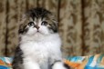 Породистые шотландские котята только у нас в городе Магнитогорск, фото 2, телефон продавца: +7 (963) 093-64-61