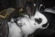 Крольчата порода Бабочка в городе Мглин, фото 2, телефон продавца: +7 (953) 292-96-41