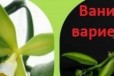 Орхидея Ваниль вариегатная в городе Москва, фото 1, Московская область