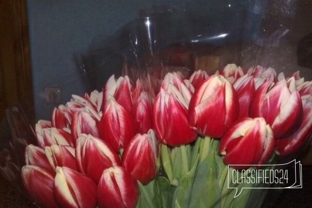 Тюльпаны. 50 руб в городе Мичуринск, фото 1, Растения