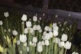 Тюльпаны. 50 руб в городе Мичуринск, фото 2, телефон продавца: +7 (980) 679-14-95
