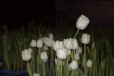 Тюльпаны. 50 руб в городе Мичуринск, фото 3, стоимость: 50 руб.