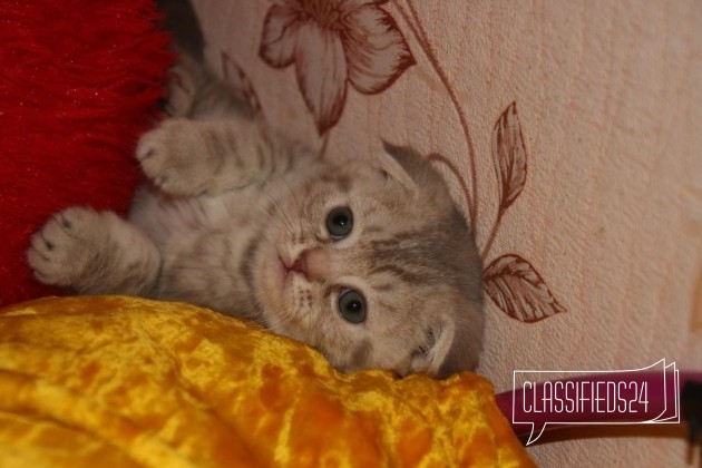 Продается вислоухие Шотландские котята в городе Домодедово, фото 1, телефон продавца: +7 (926) 394-42-77