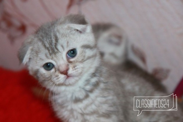 Продается вислоухие Шотландские котята в городе Домодедово, фото 2, стоимость: 10 000 руб.