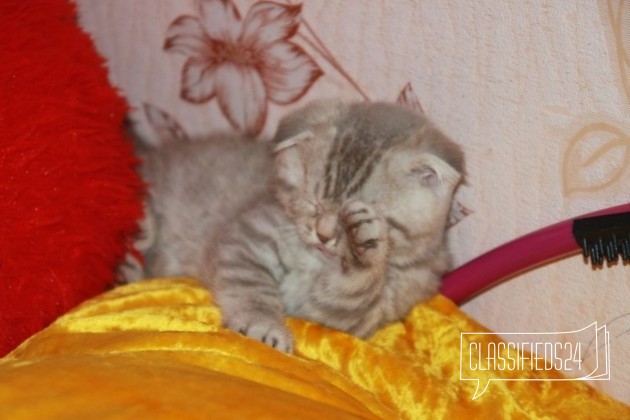 Продается вислоухие Шотландские котята в городе Домодедово, фото 4, Московская область