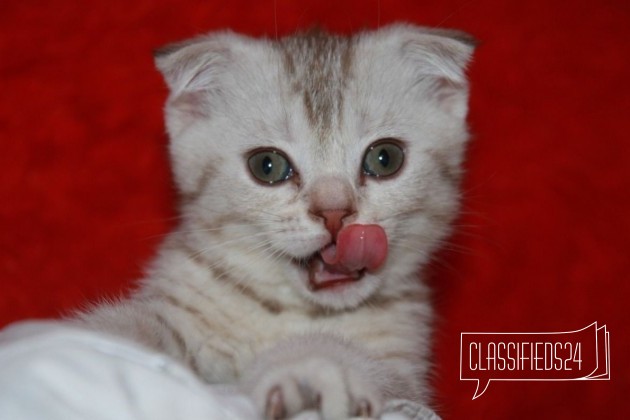 Продается вислоухие Шотландские котята в городе Домодедово, фото 5, телефон продавца: +7 (926) 394-42-77