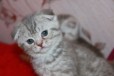 Продается вислоухие Шотландские котята в городе Домодедово, фото 2, телефон продавца: +7 (926) 394-42-77