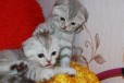 Продается вислоухие Шотландские котята в городе Домодедово, фото 3, стоимость: 10 000 руб.