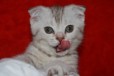 Продается вислоухие Шотландские котята в городе Домодедово, фото 5, Московская область