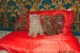 Милашечки - бриташечки в городе Тюмень, фото 1, Тюменская область