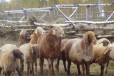 Овцы и бараны на мясо живым весом в городе Челябинск, фото 1, Челябинская область