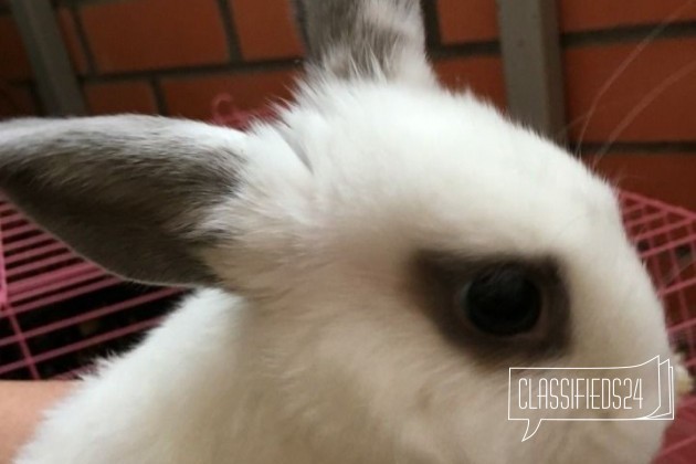 Милый карликовый кролик(девочка) в городе Краснодар, фото 2, Кролики