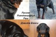 Щенки Ротвейлера от питомникаБайкальская легенда в городе Иркутск, фото 5, Иркутская область