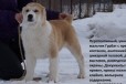 Лапочки щеночки сао ищут своих любящих пап и мам в городе Москва, фото 2, телефон продавца: +7 (910) 865-96-10