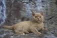 Британские лиловые котята в городе Новокузнецк, фото 2, телефон продавца: +7 (913) 332-66-65