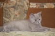 Британские лиловые котята в городе Новокузнецк, фото 3, стоимость: 0 руб.