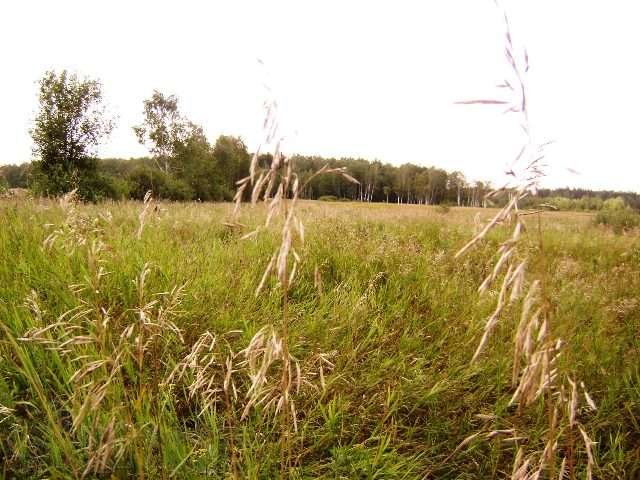 Меткомелино. Площадь участка 200 соток. в городе Жуковский, фото 4, стоимость: 3 000 000 руб.