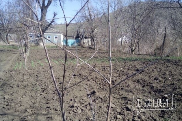 Саженец черешни в городе Александровское, фото 1, стоимость: 200 руб.