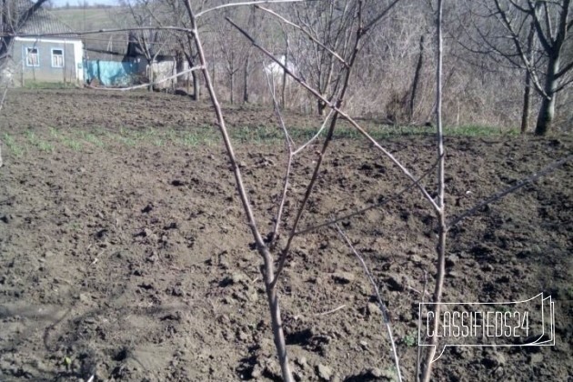 Саженец черешни в городе Александровское, фото 2, Растения