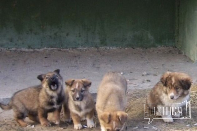 Щенок в добрые руки в городе Брянск, фото 4, Брянская область