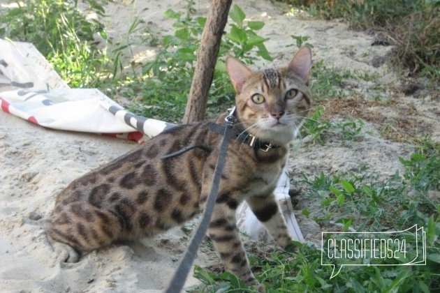 Предлагается кот для вязки в городе Волгоград, фото 1, Бенгальская