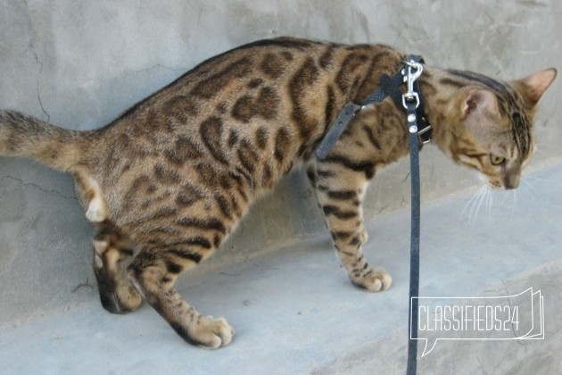 Предлагается кот для вязки в городе Волгоград, фото 2, Волгоградская область