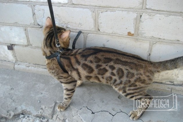 Предлагается кот для вязки в городе Волгоград, фото 3, телефон продавца: +7 (904) 779-42-66