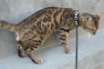 Предлагается кот для вязки в городе Волгоград, фото 2, телефон продавца: +7 (904) 779-42-66