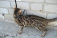 Предлагается кот для вязки в городе Волгоград, фото 3, стоимость: 20 000 руб.