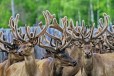 Экскурсионный тур Маральники Алтая в городе Новосибирск, фото 2, телефон продавца: +7 (913) 402-88-35