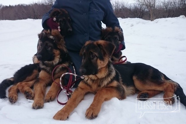 Щенки немецкой овчарки в городе Ульяновск, фото 4, Ульяновская область