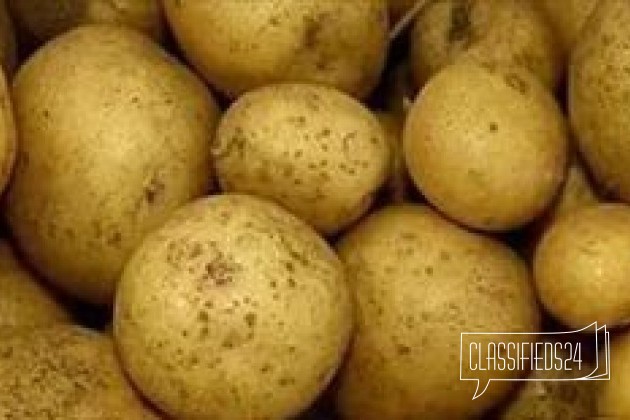 Продам картофель белый в городе Омск, фото 1, телефон продавца: +7 (913) 656-20-73