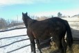 Продаю Чистокровную Русскую Рысистую в городе Оренбург, фото 1, Оренбургская область