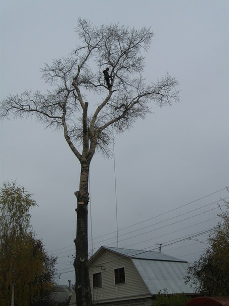 в Волоколамске спилить деревья в городе Волоколамск, фото 3, Другое