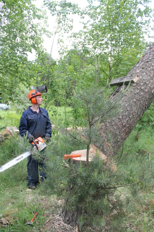 в Волоколамске спилить деревья в городе Волоколамск, фото 5, телефон продавца: +7 (926) 135-26-11