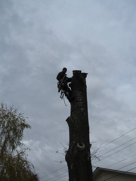 в Волоколамске спилить деревья в городе Волоколамск, фото 4, Другое