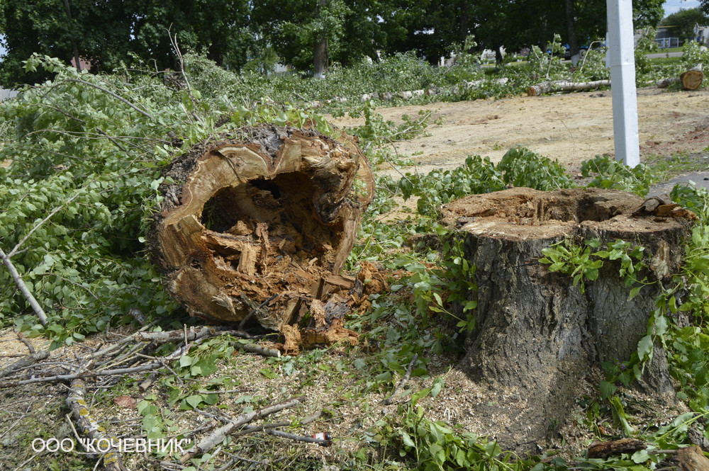 Удаление деревьев в городе Ступино, фото 3, телефон продавца: +7 (925) 401-95-30
