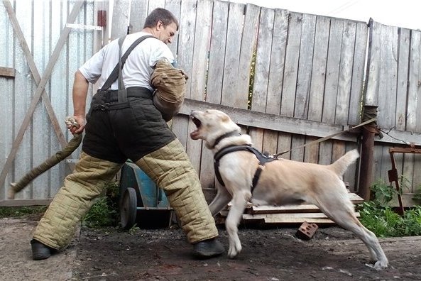 Дрессировка собак в городе Новокузнецк, фото 2, Кемеровская область