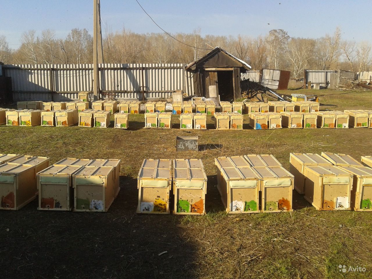 Пчелопакеты карпатка в городе Оренбург, фото 1, Оренбургская область