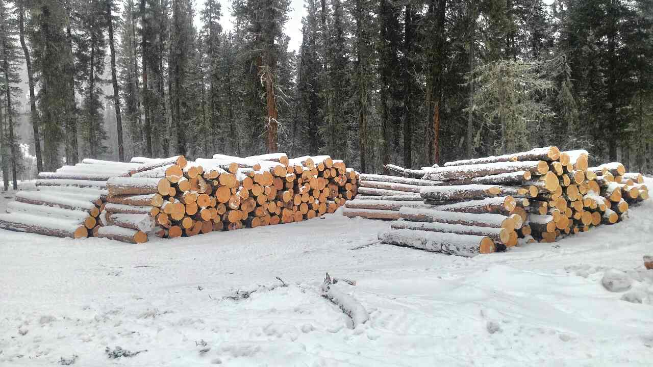 Кругляк алтайского кедра диаметром от 18 см в городе Прокопьевск, фото 1, Кемеровская область