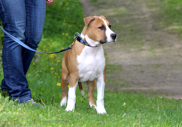 Щенки Амстаффа из питомника РКФ-FCI  Amstaff  Kvazar Gold в городе Москва, фото 1, Московская область